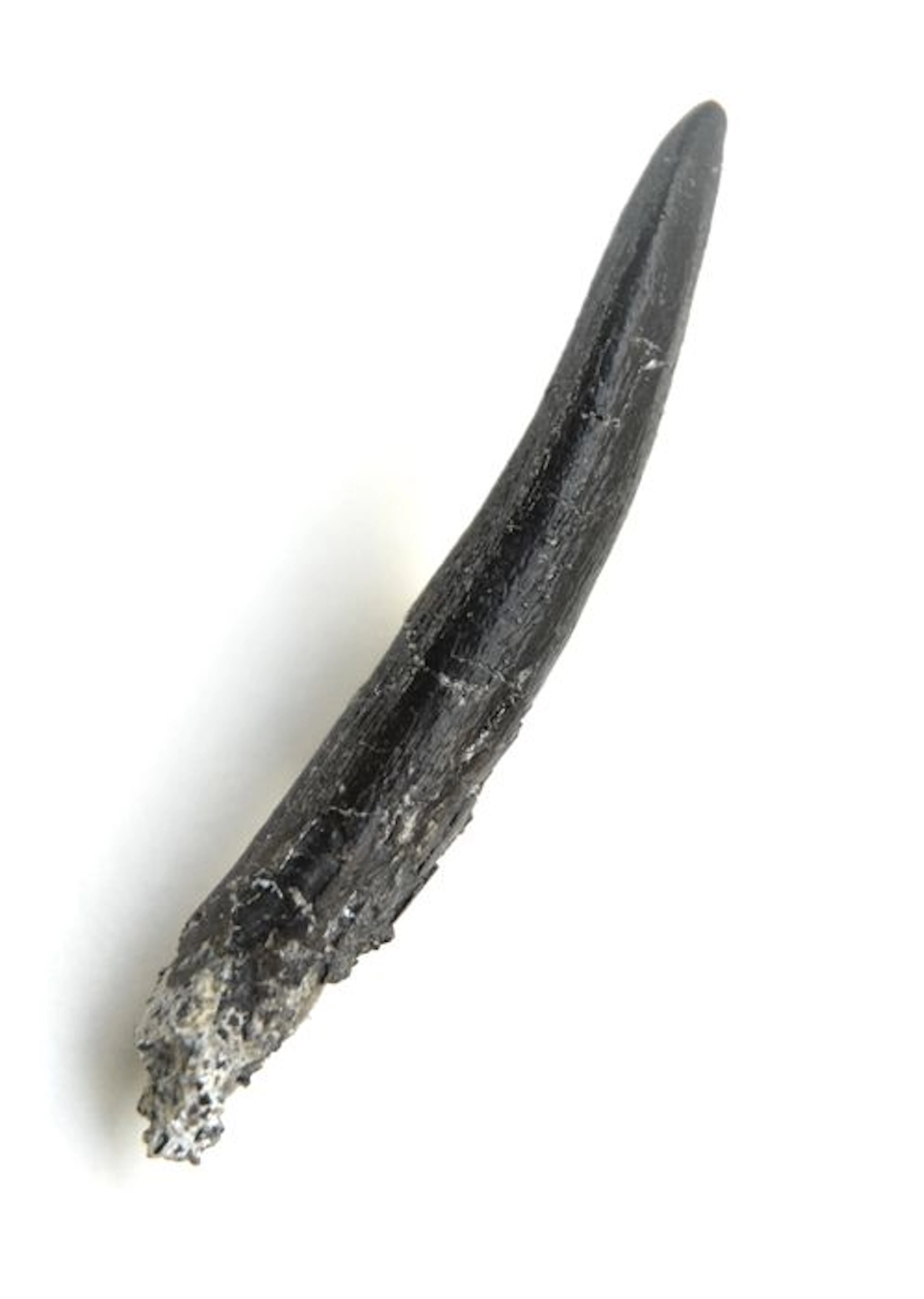 Dinosaur tooth - Diplodocus longus - 60 mm