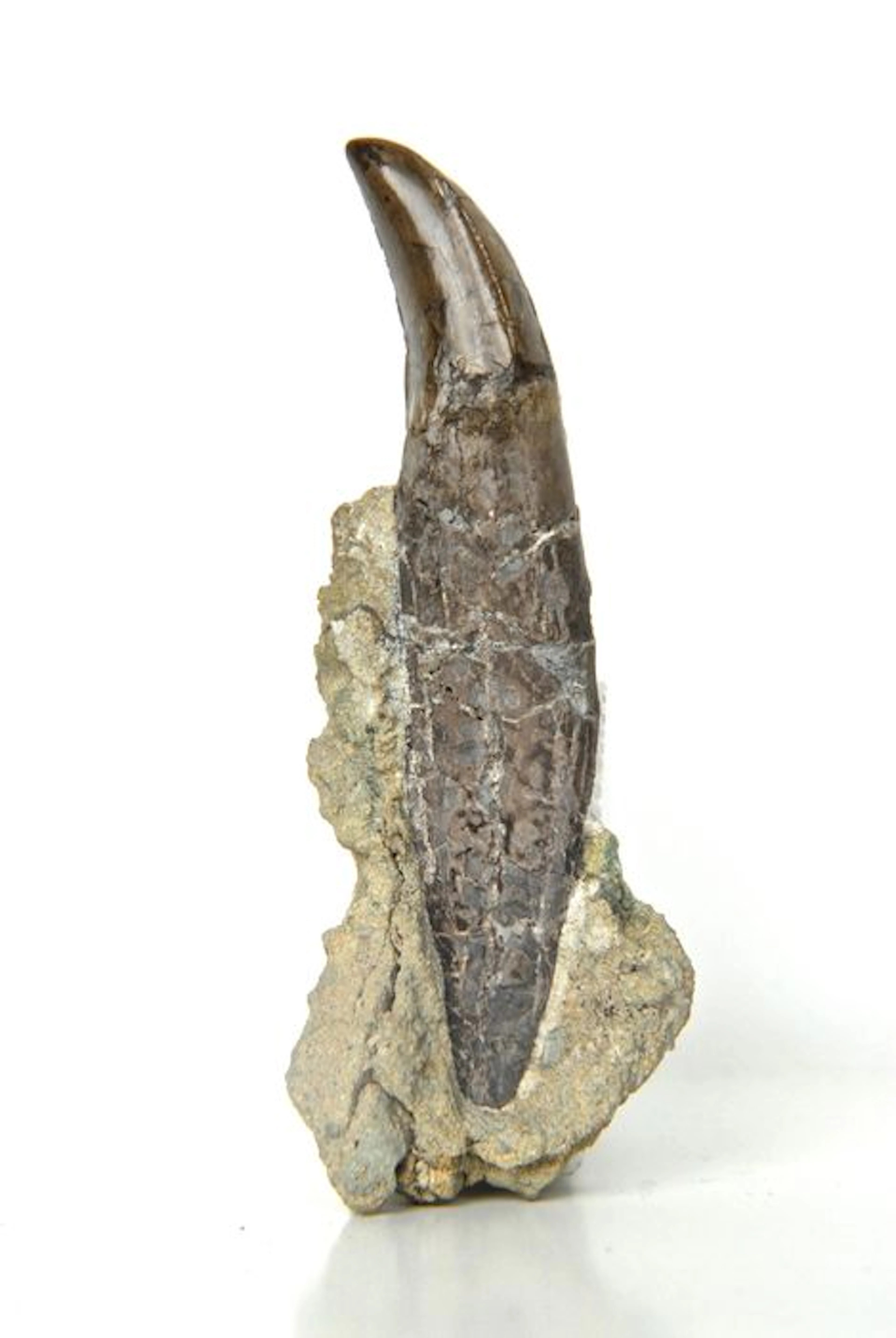Dinosaur tooth - Allosaurus fragilis - 16 mm
