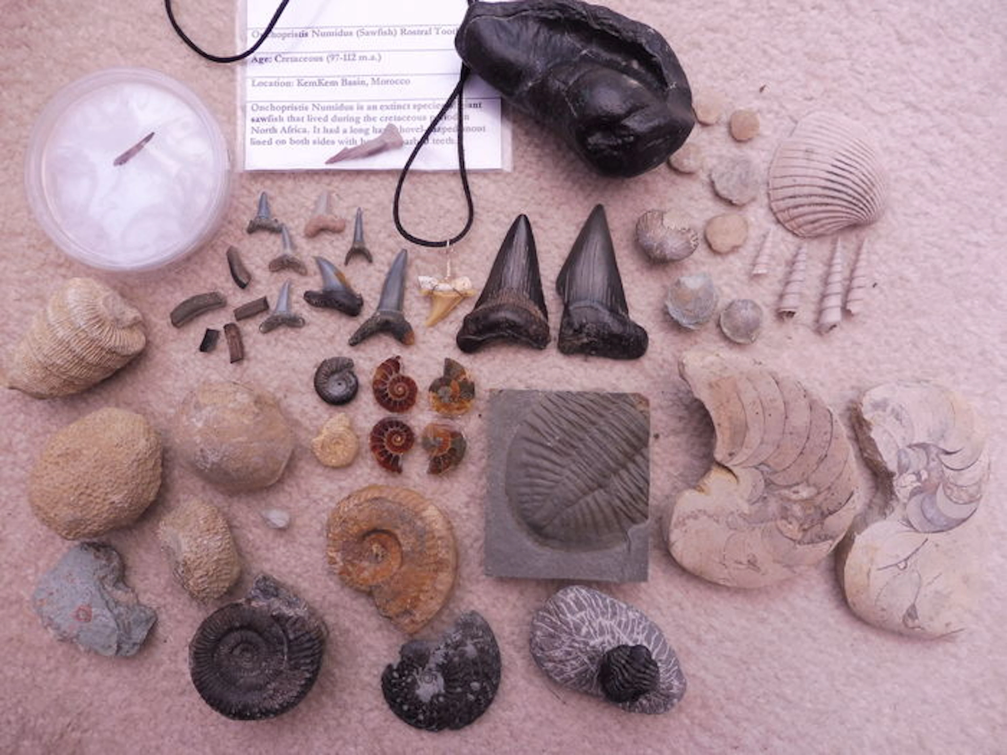 Large Varied Fossil Collection (48 pcs, 1kg)