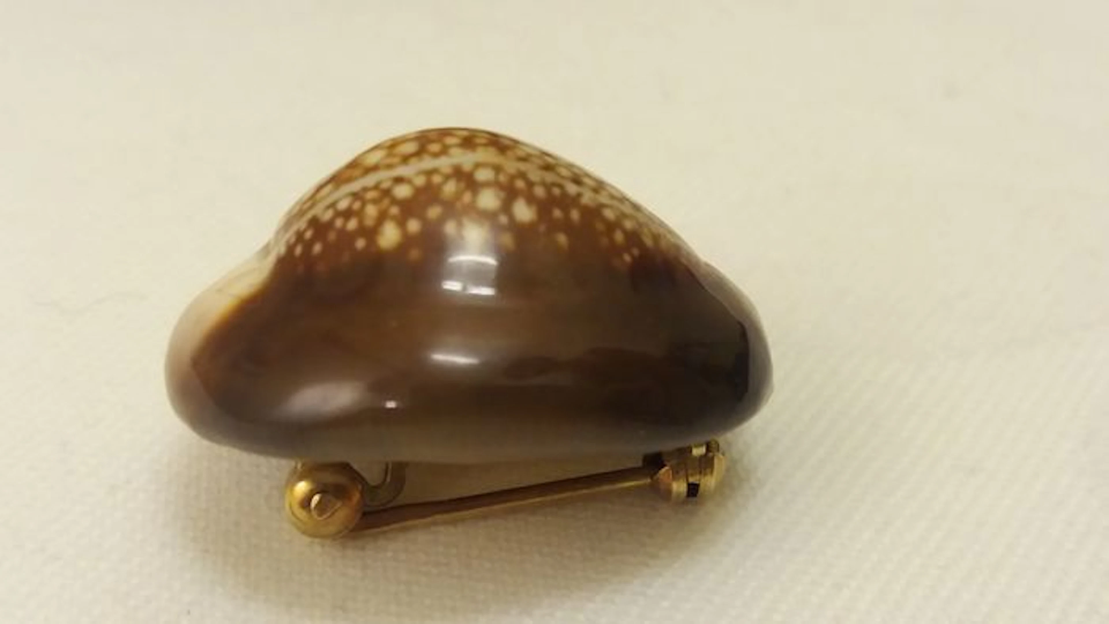 Kauri shell brooch with a gold pin