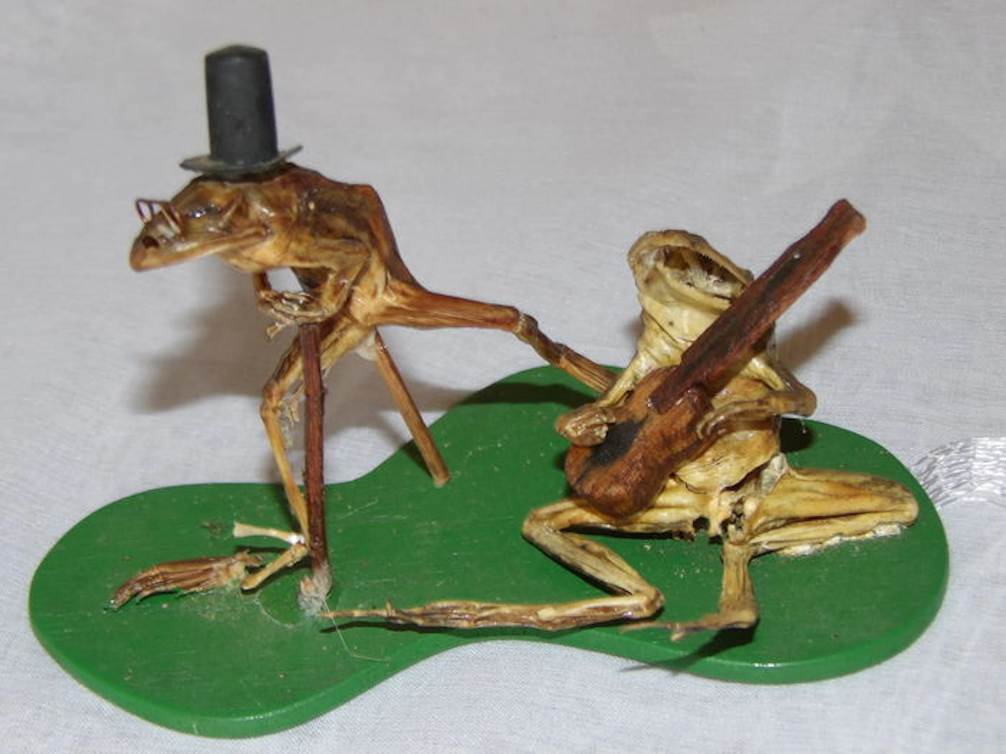 Musical Orchestra of 6 authentic naturalized frogs with musical instruments - Anura sp.