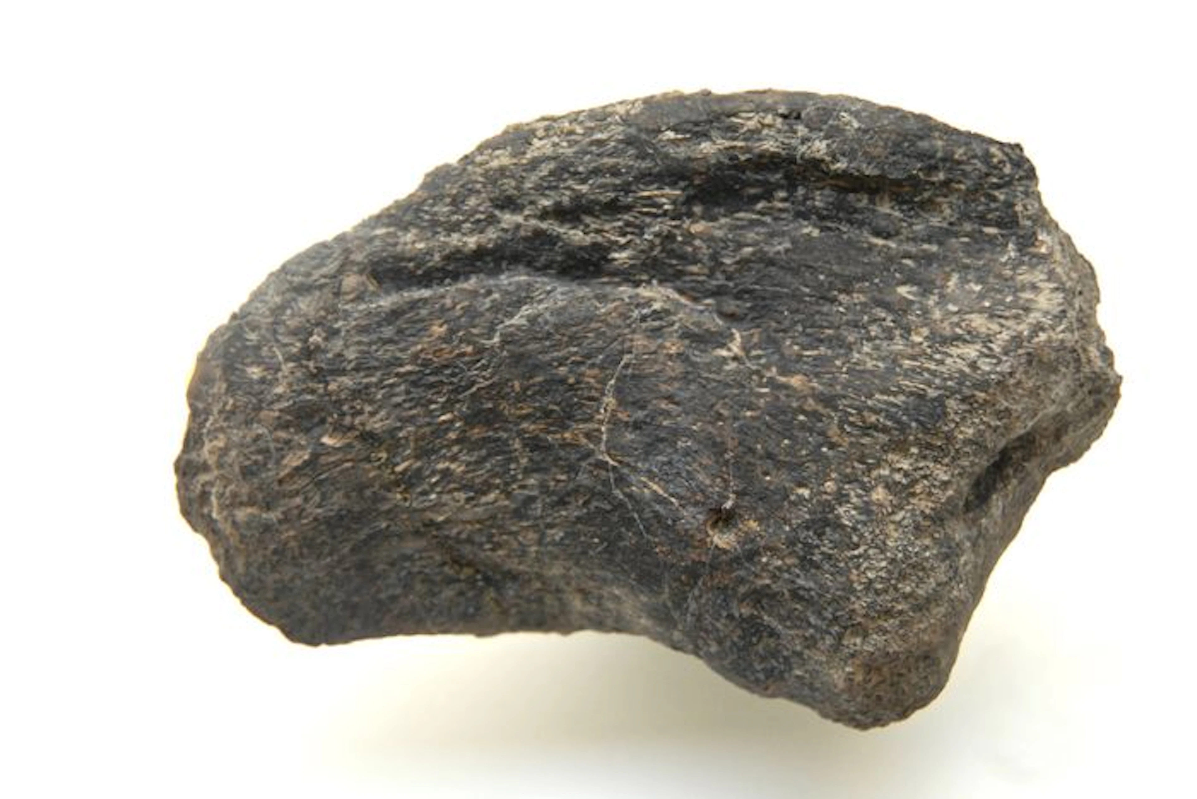 Dinosaur claw - Diplodocus longus - 115 mm