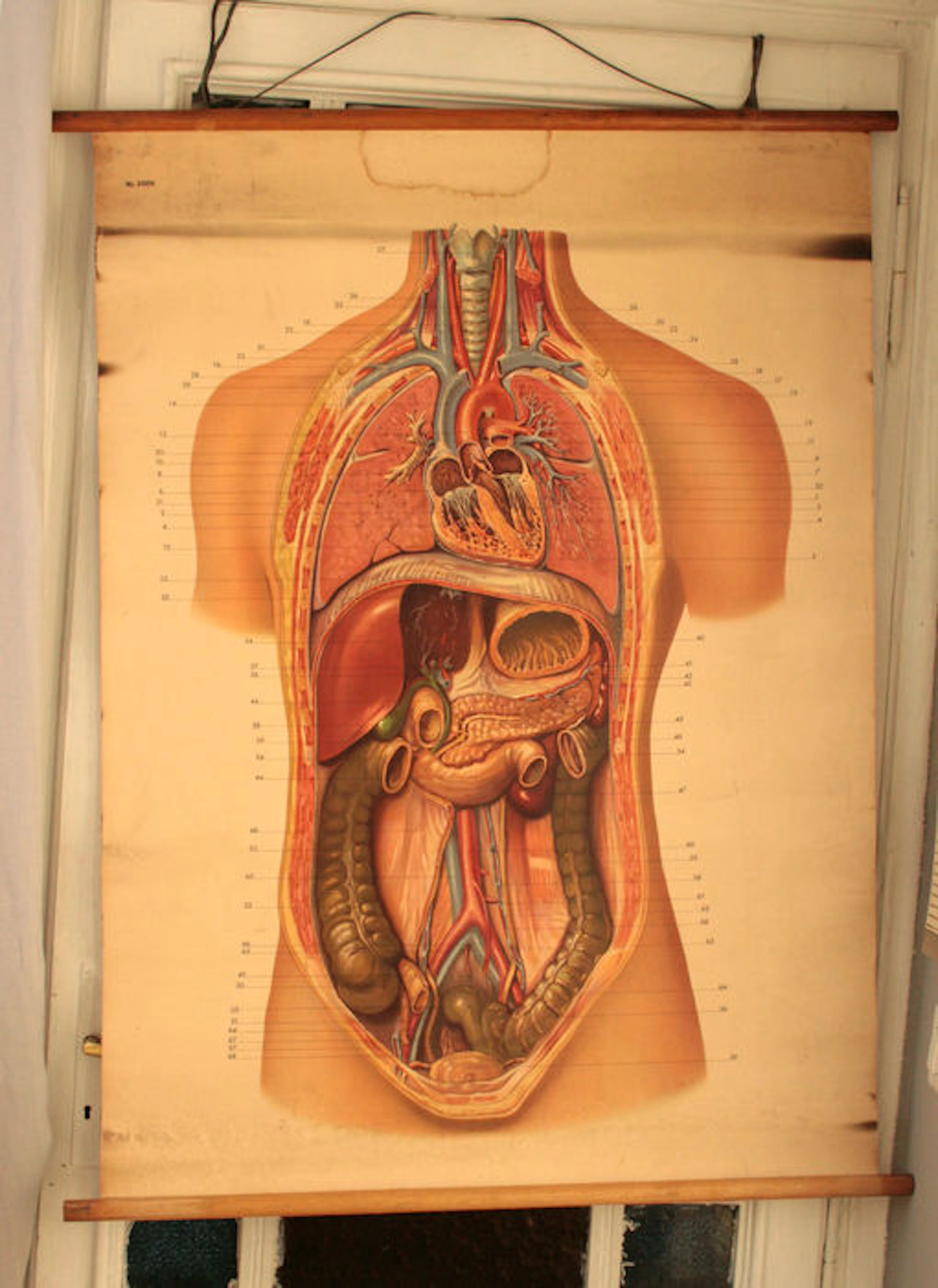 Lot of Anatomical inside organs poster + Anatomical acupuncture model