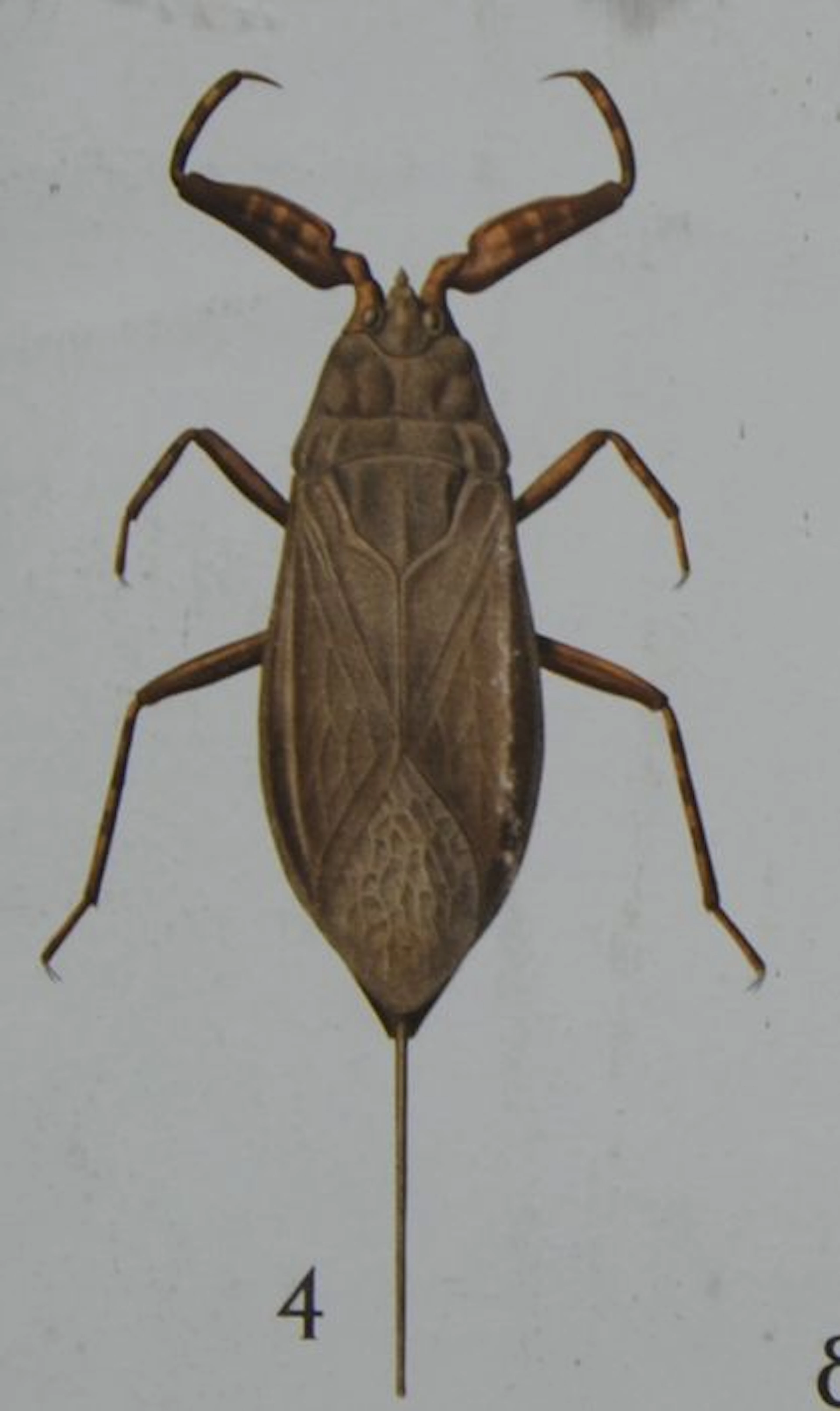 Lot of 2 Danish school posters of insects (depicted: flying mosquito backswimmer water scorpion, bedbug and others)
