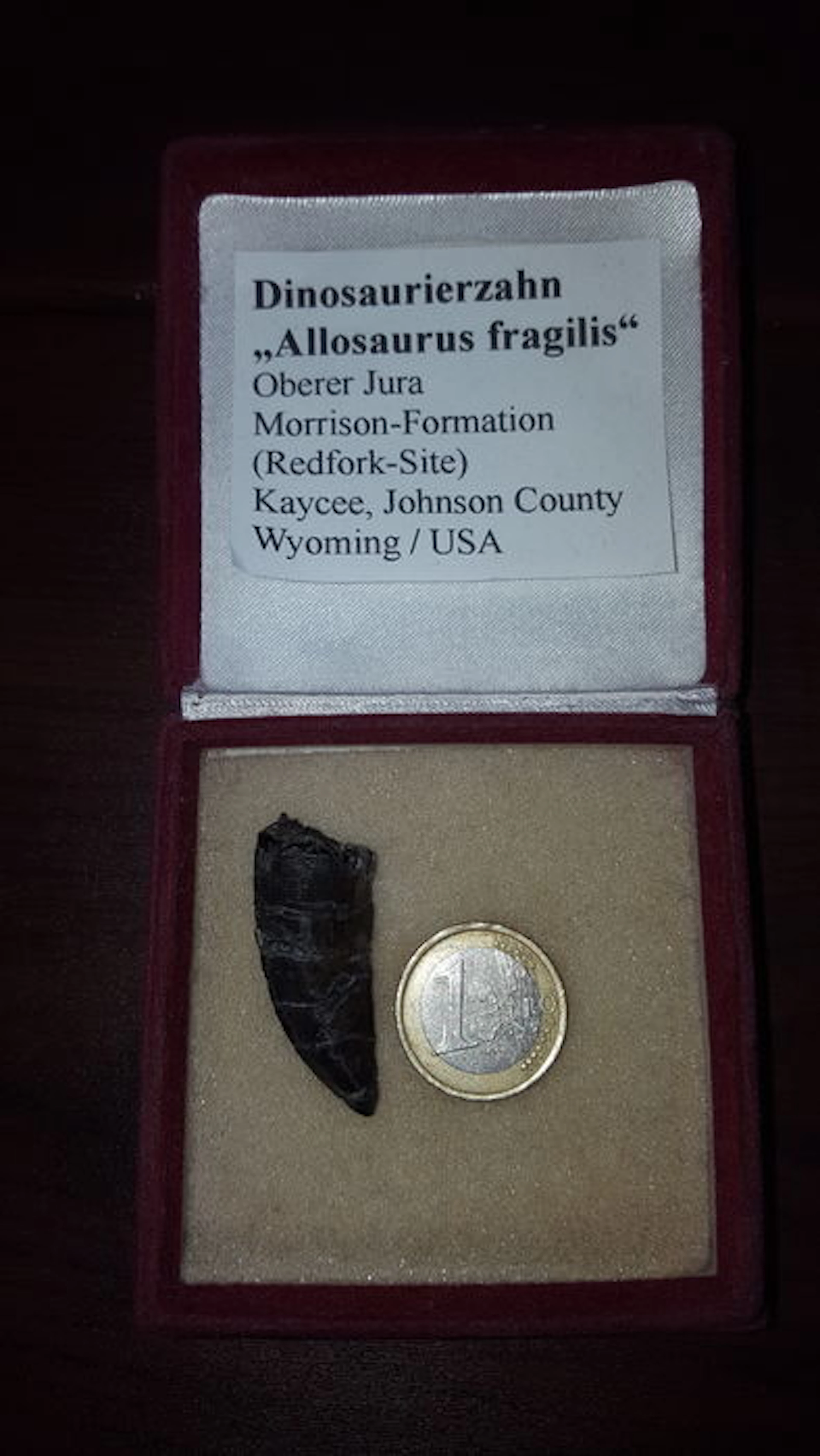 fossil tooth - Allosaurus fragilis - 4cm