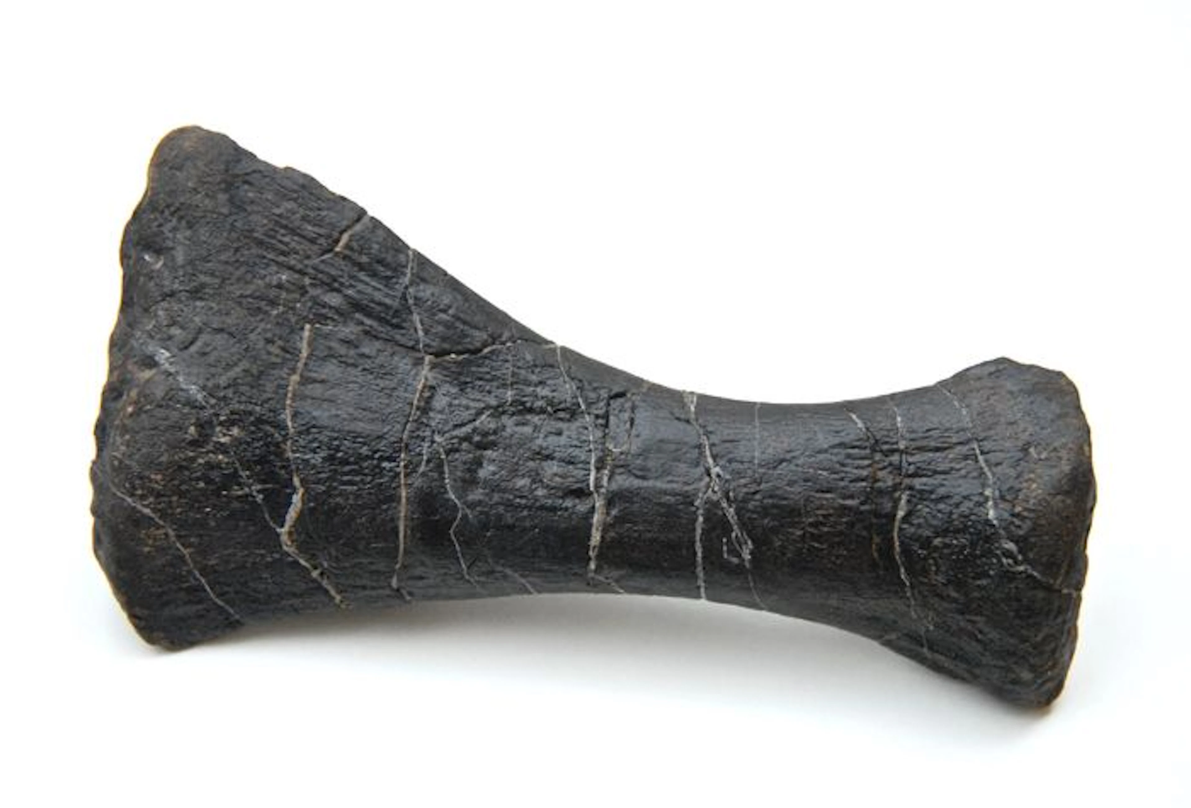 Fossil hand bone of Diplodocus longus - 155mm