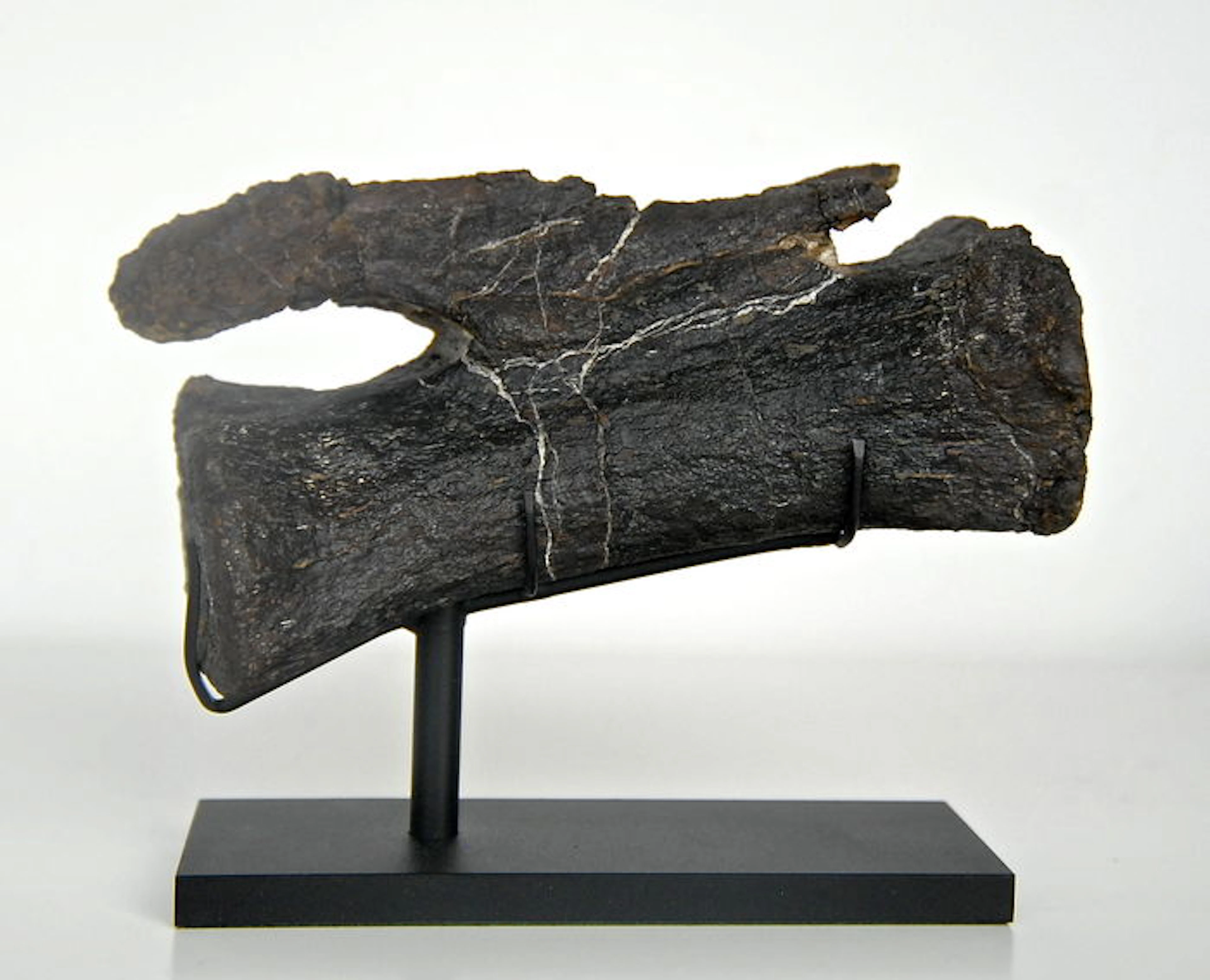 Camarasaurus tail vertebra - Camarasaurus grandis - 165 mm