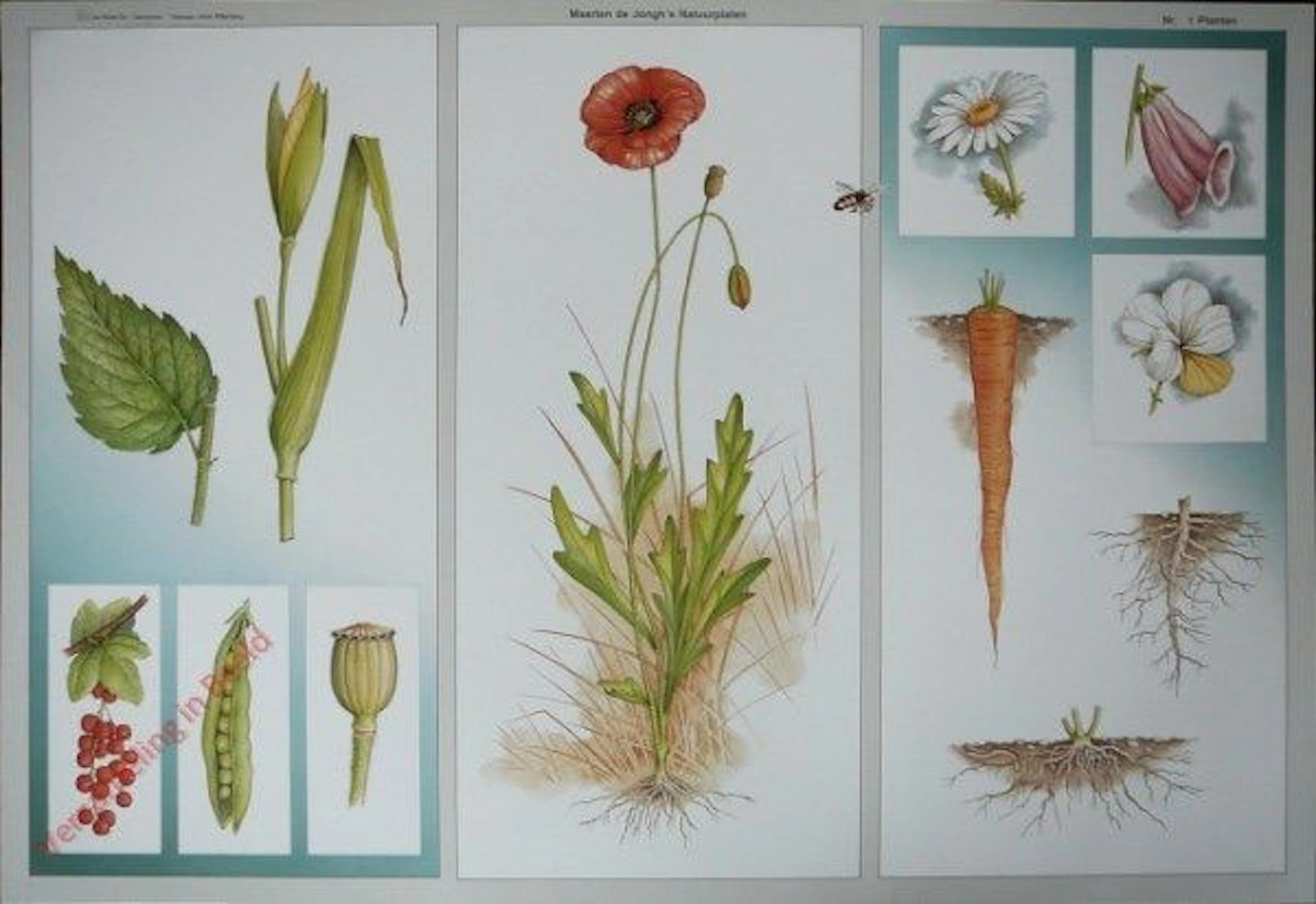 18 Beautiful nature school posters in a suitcase by Maarten de Jong, plus information booklets