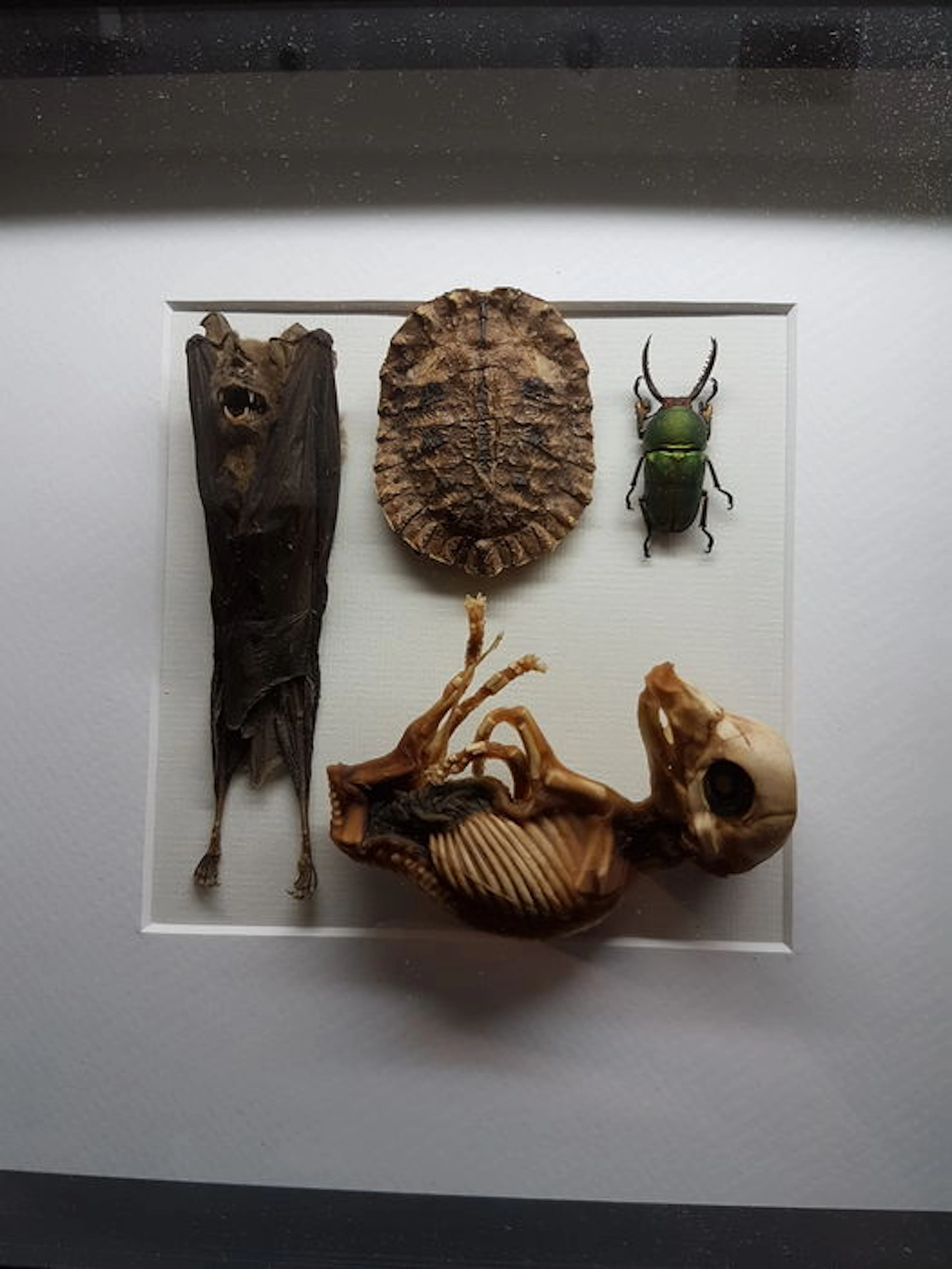 Frame with various naturalia items. Tortoise shell, bat, piglet, mounted Beetle - 25 x 25 cm
