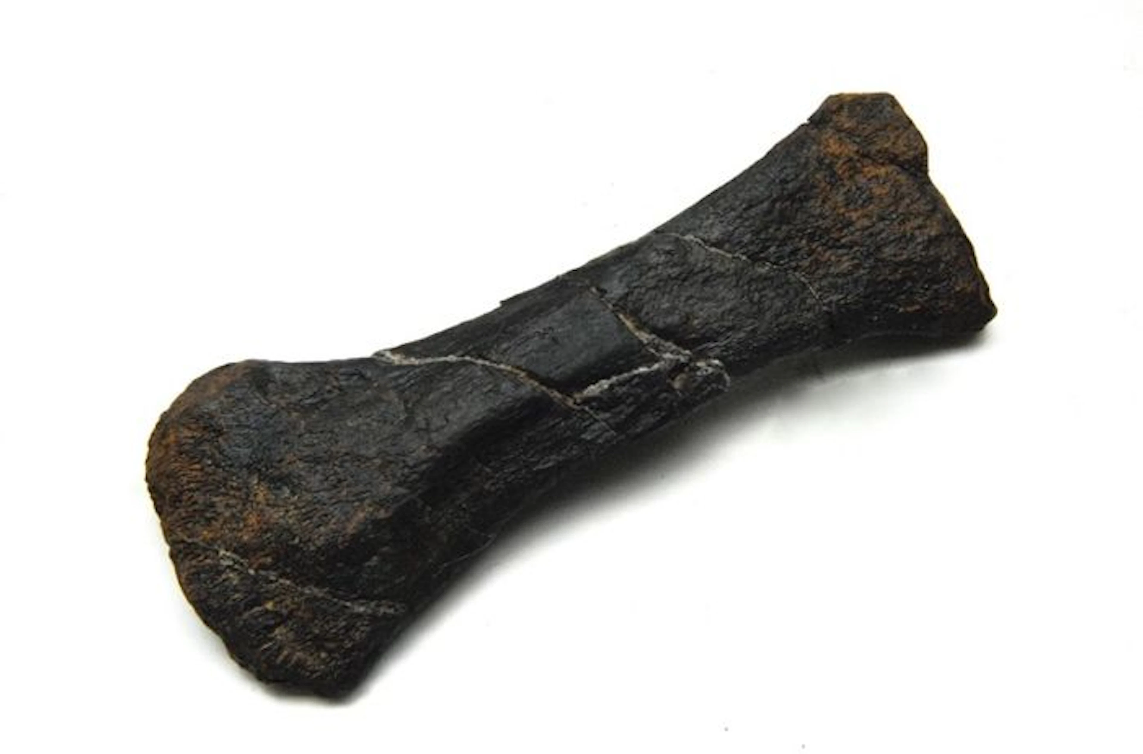 Fossil hand bone of Diplodocus longus - 160mm