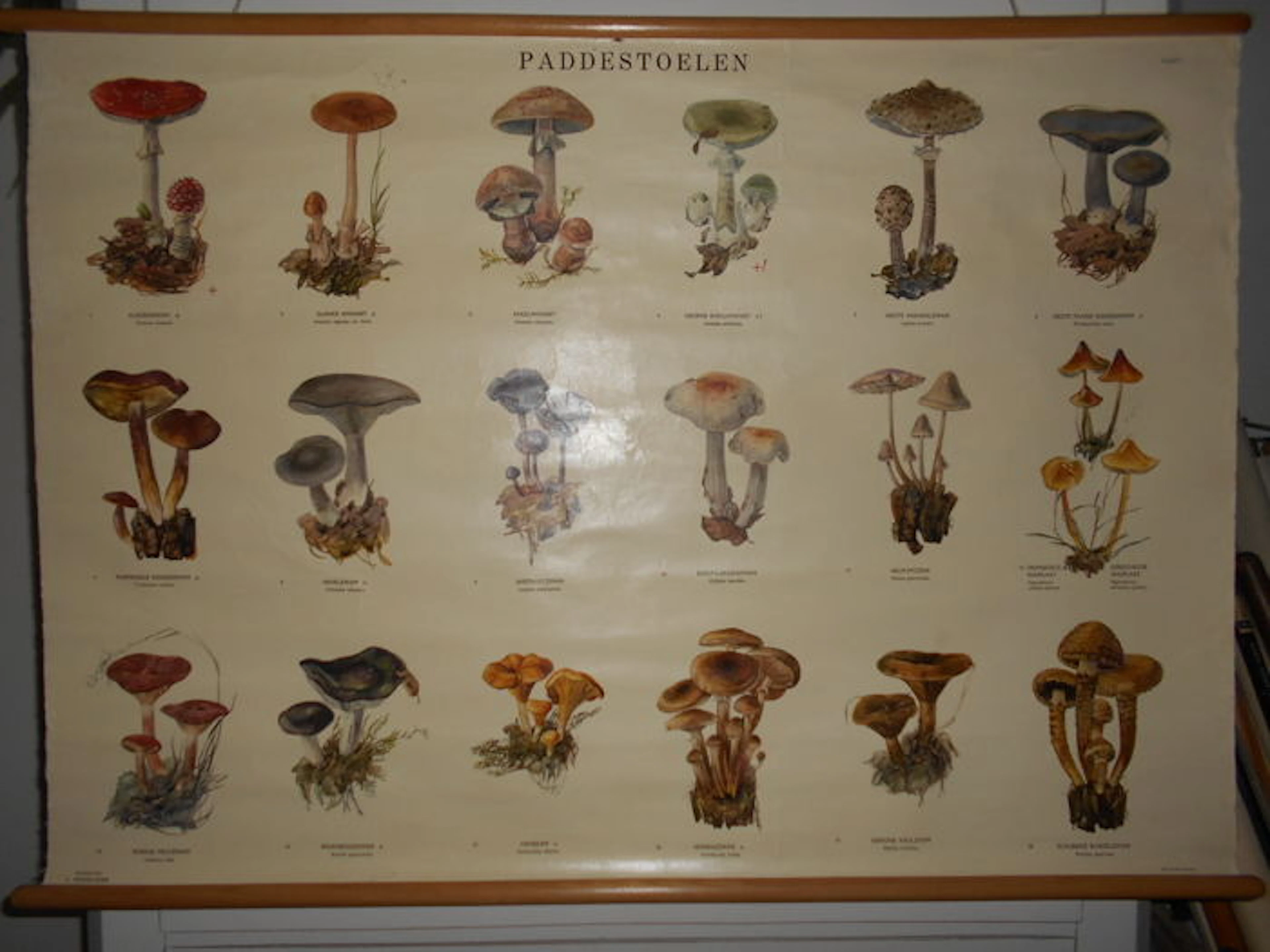 Beautiful poster of the; "Mushrooms"