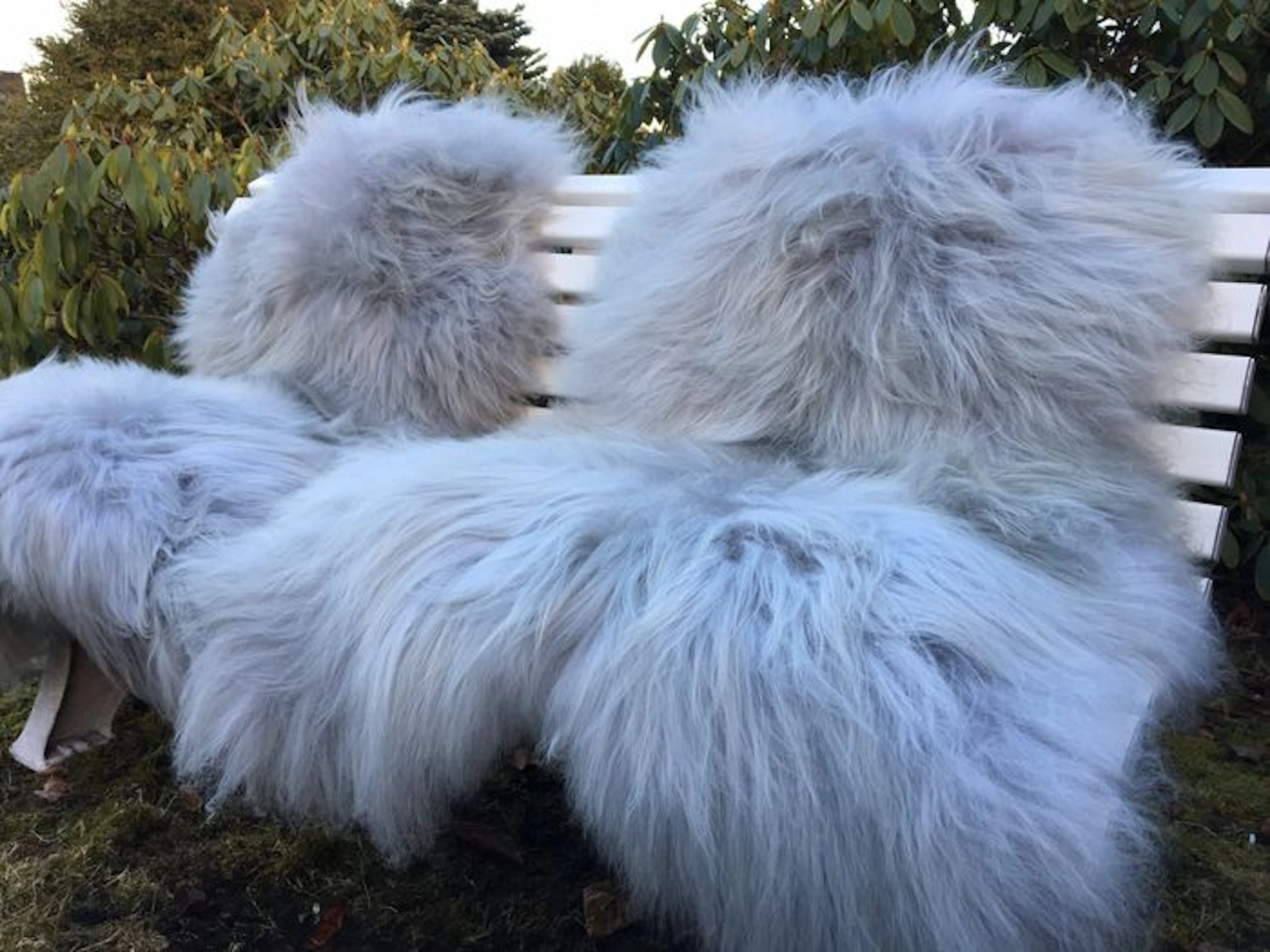 Lot of 2 large - real - premium - grey / blue longhair Iceland sheepskins