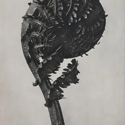 Karl Blossfeldt (18651932) Struthiopteris germanica La Plante