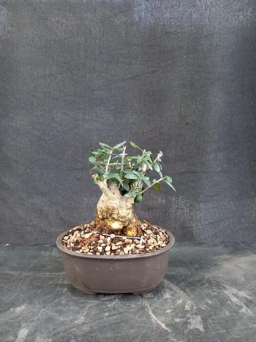 Albero Di Ulivo Sunny Tree Alto 130 Cm - Resistente Fino A -18°C, Fruttifero, Per Esterni Soleggiati