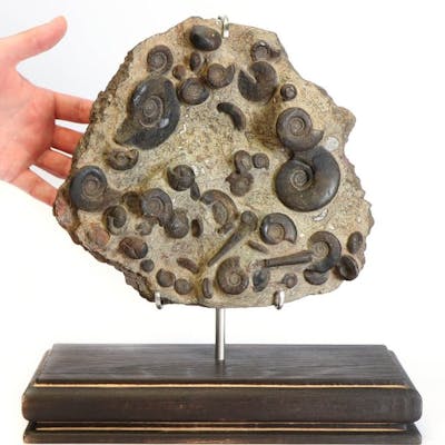 Matrix block with Ammonites - custom stand and plinth...
