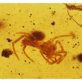 Baltic Amber - Fossil cabochon - Detailed Spider inclusion (Araneae)