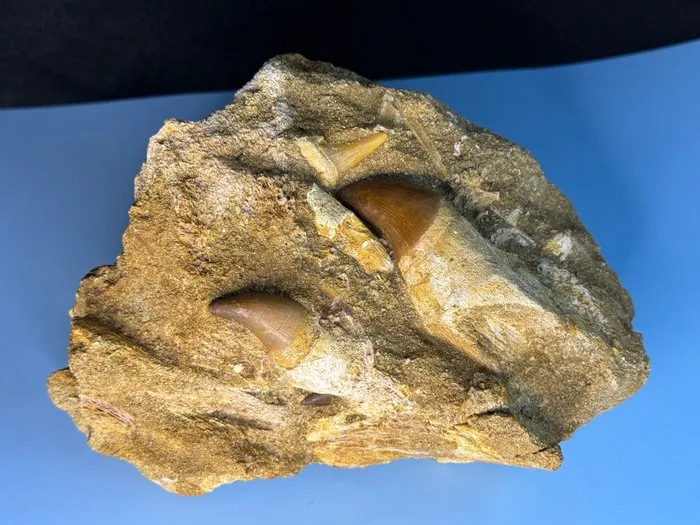 Mosasaur - Fossil tooth - Mosasaurus Prognathodon Matrix incl | Barnebys