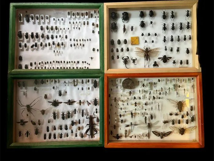 insects Taxidermy full body mount - Coleoptera Kevers... | Barnebys