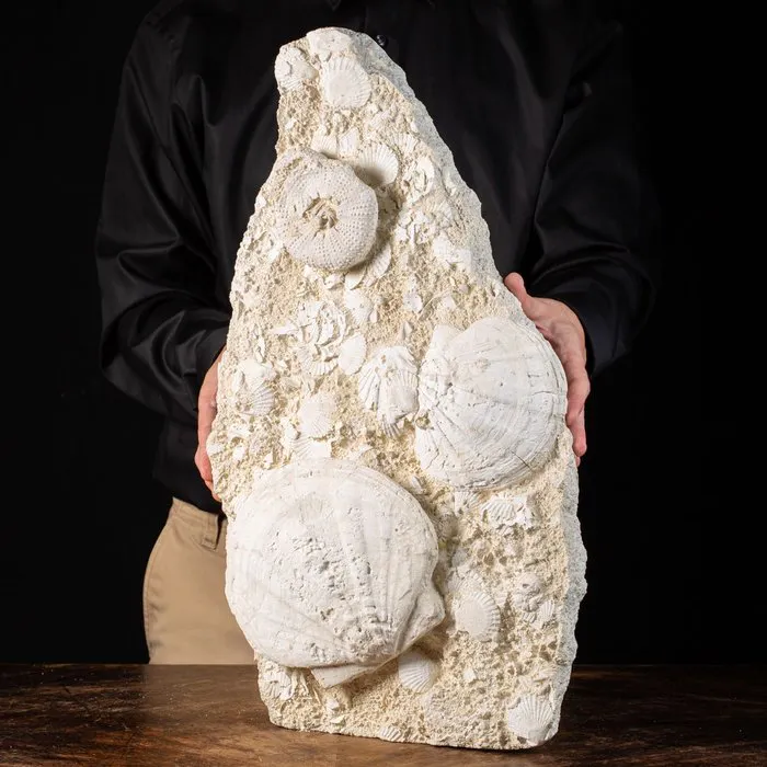 Fossil shells of Saint-Jacques - On original matrix... | Barnebys