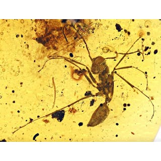 Burmese Amber - Fossil cabochon - Large Extinct Ant - Sphecomyrma