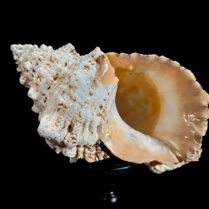 NO RESERVE PRICE - Intricately Conch Shell on Custom... | Barnebys
