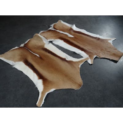 African springbok skins - Rug - 80 cm - 40 cm | Barnebys
