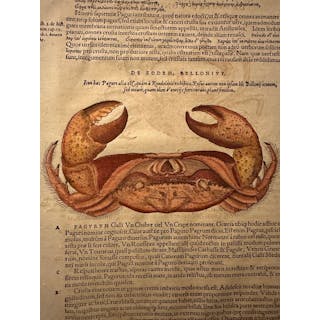 Conrad Gesner - Folio from Fischbuch by Conrad Gesner...