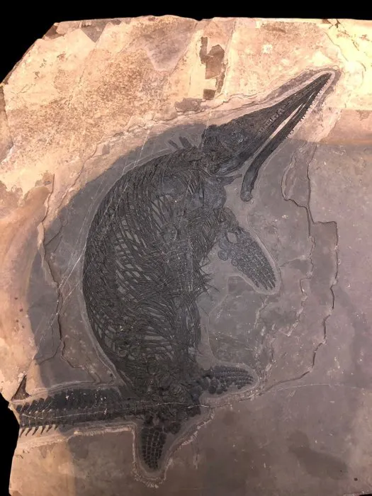 Fossil - Fossil matrix - Mixosaurus - 56 cm - 59 cm | Barnebys