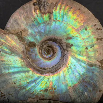 Extinct Shell - Rainbow Ammonite - Fossil skeleton... | Barnebys