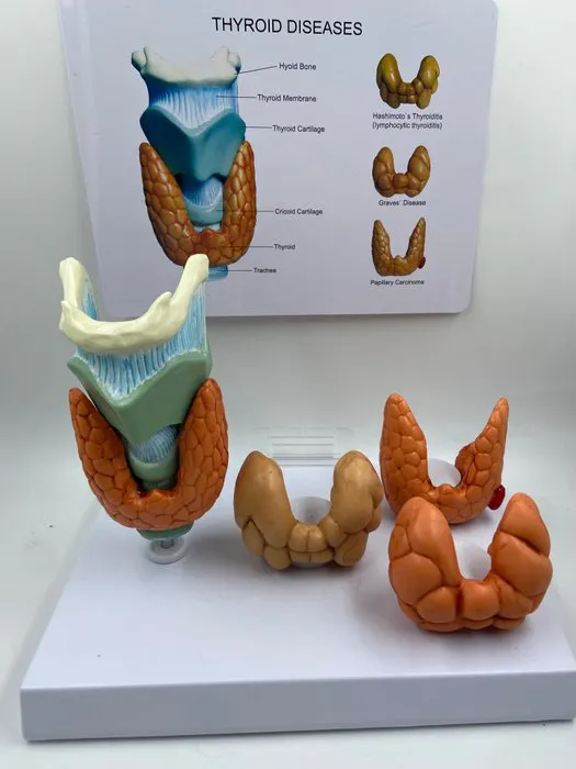 Education/demonstration model - thyroid anatomy model... | Barnebys
