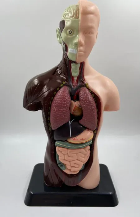 Education/demonstration model - human torso models - 1990-2000 | Barnebys
