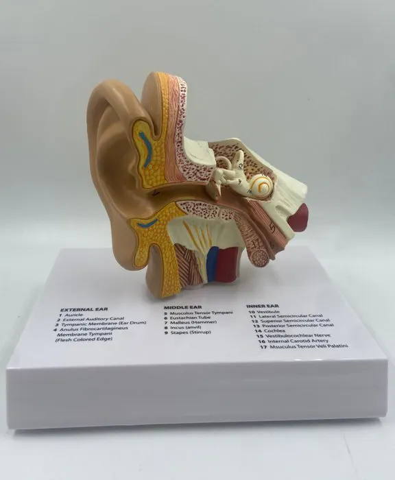 Education/demonstration model - inner ear model - 1990-2000 | Barnebys