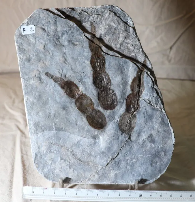 Raptor Dinosaur Foot Print - Fossil matrix - Foddil Jurassic | Barnebys