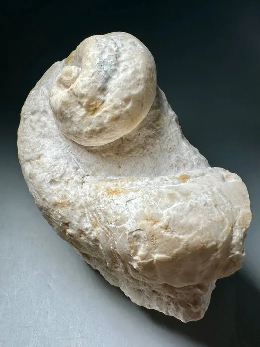 Rare Complete Rudist - Fossilised shell - Caprina distefanoi | Barnebys