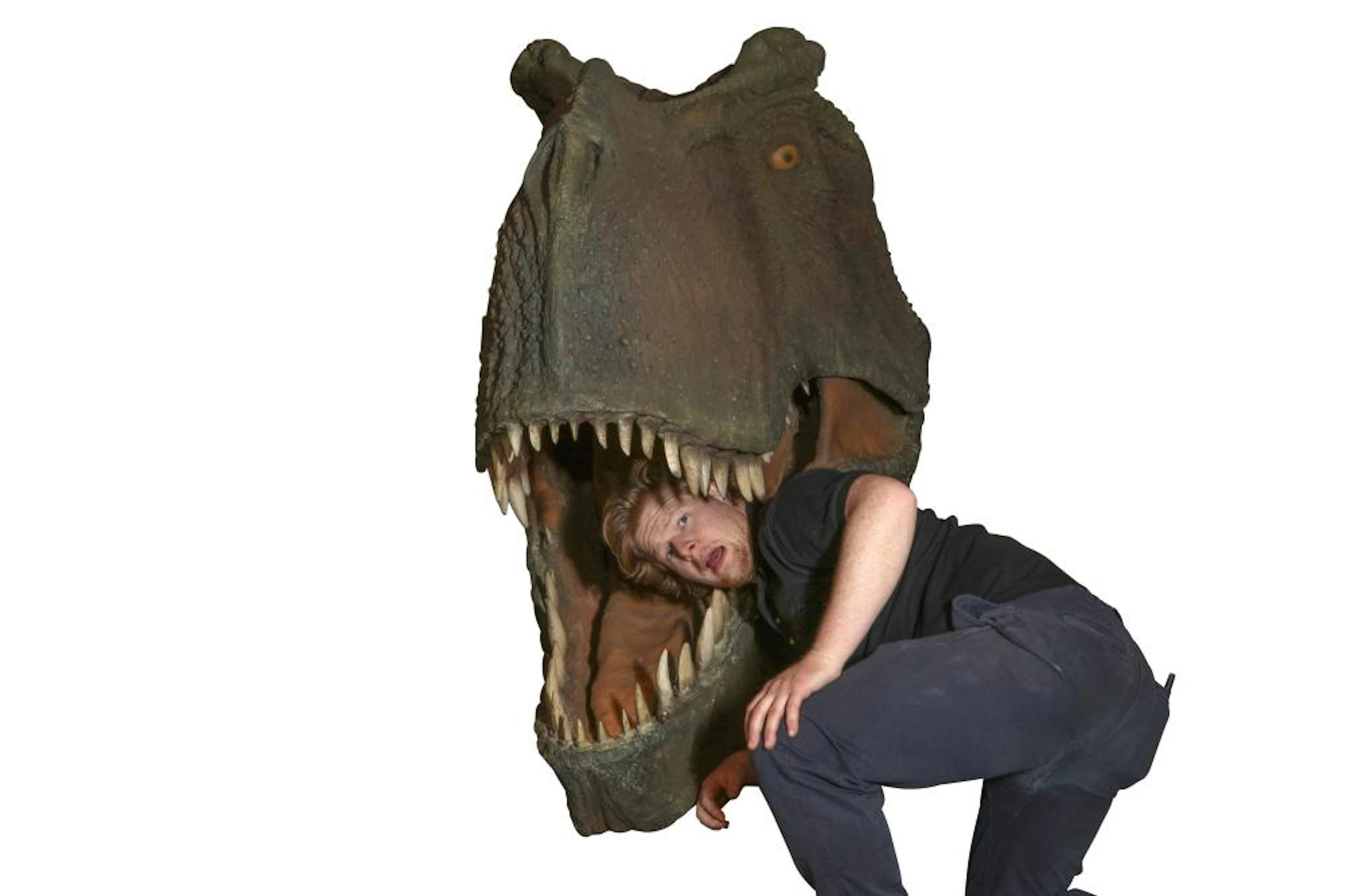 A MASSIVE FIBER GLASS MODEL OF A TYRANNOSAURUS REX HEAD...