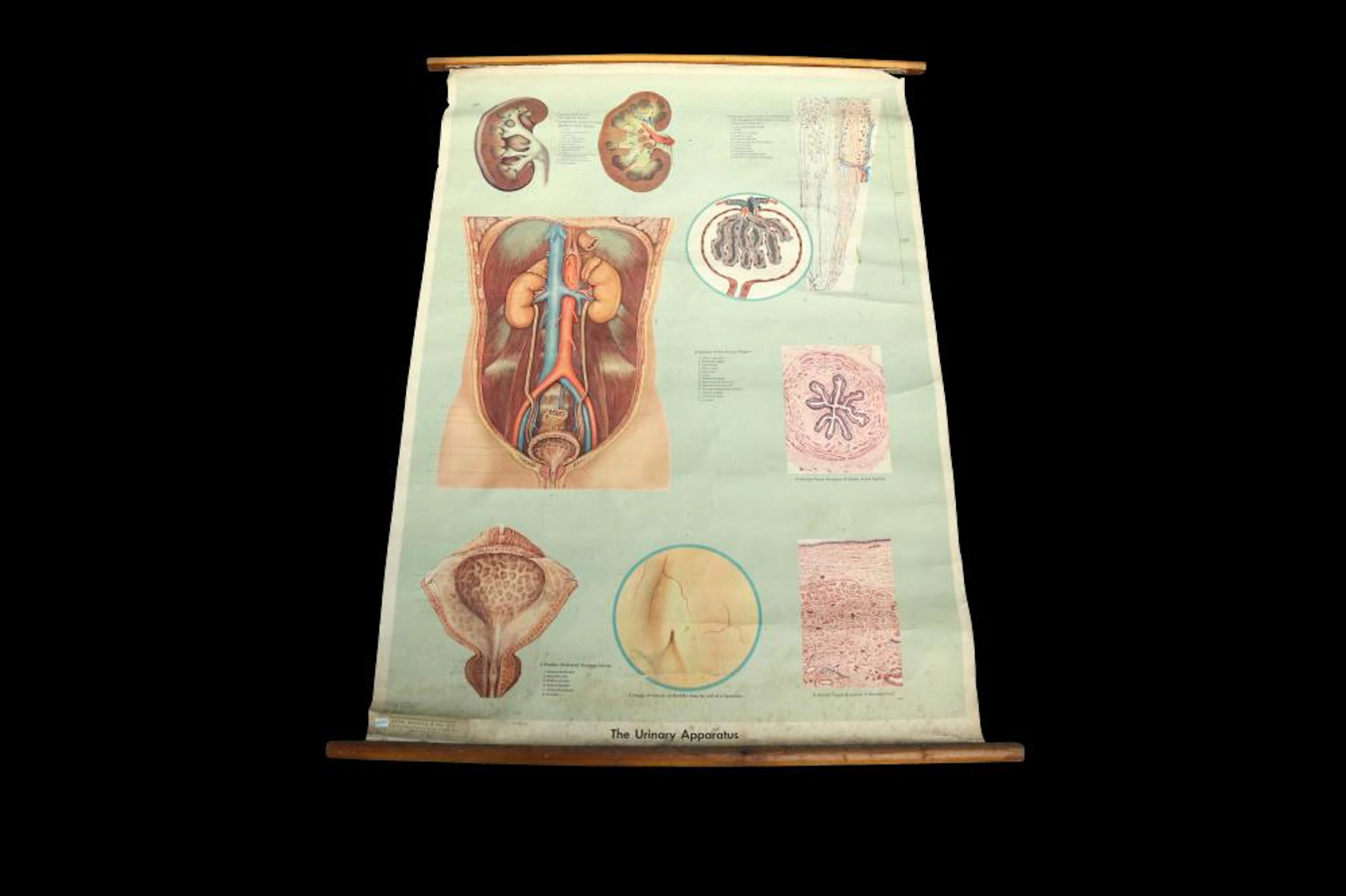 A SCIENTIFIC EDUCATIONAL POSTER RELATING TO THE URINARY TRACT