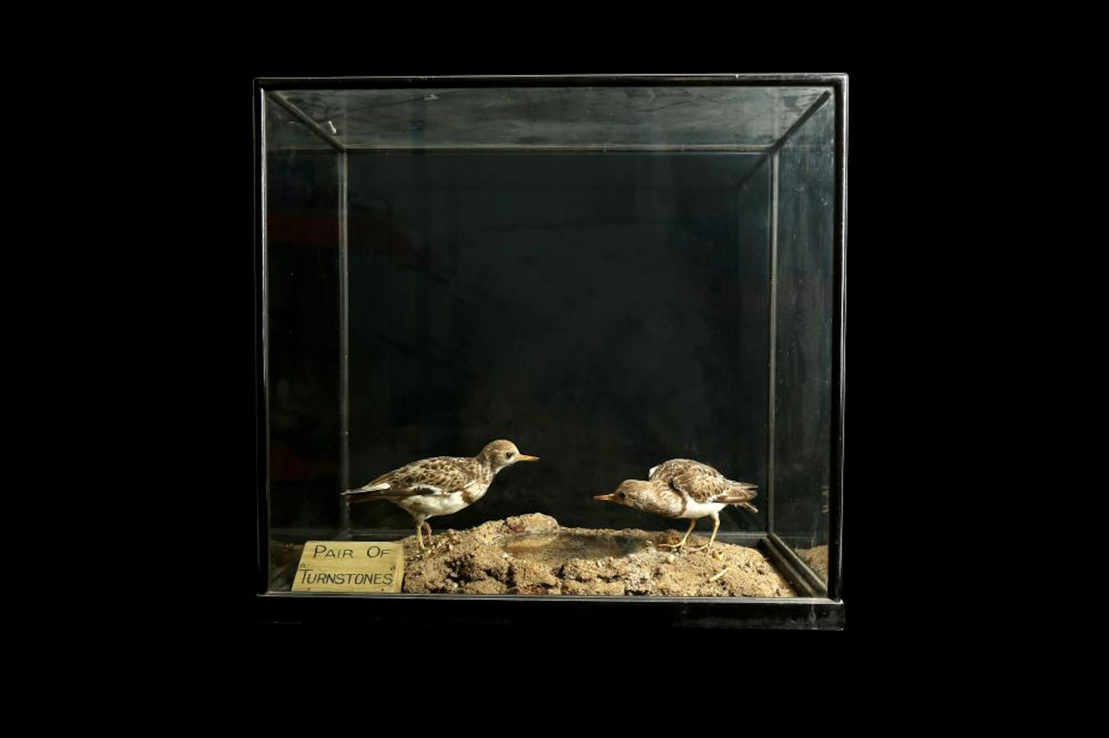 A LATE 19TH / EARLY 20TH CENTURY TAXIDERMY GROUP OF TURNSTONES IN A DISPLAY CASE