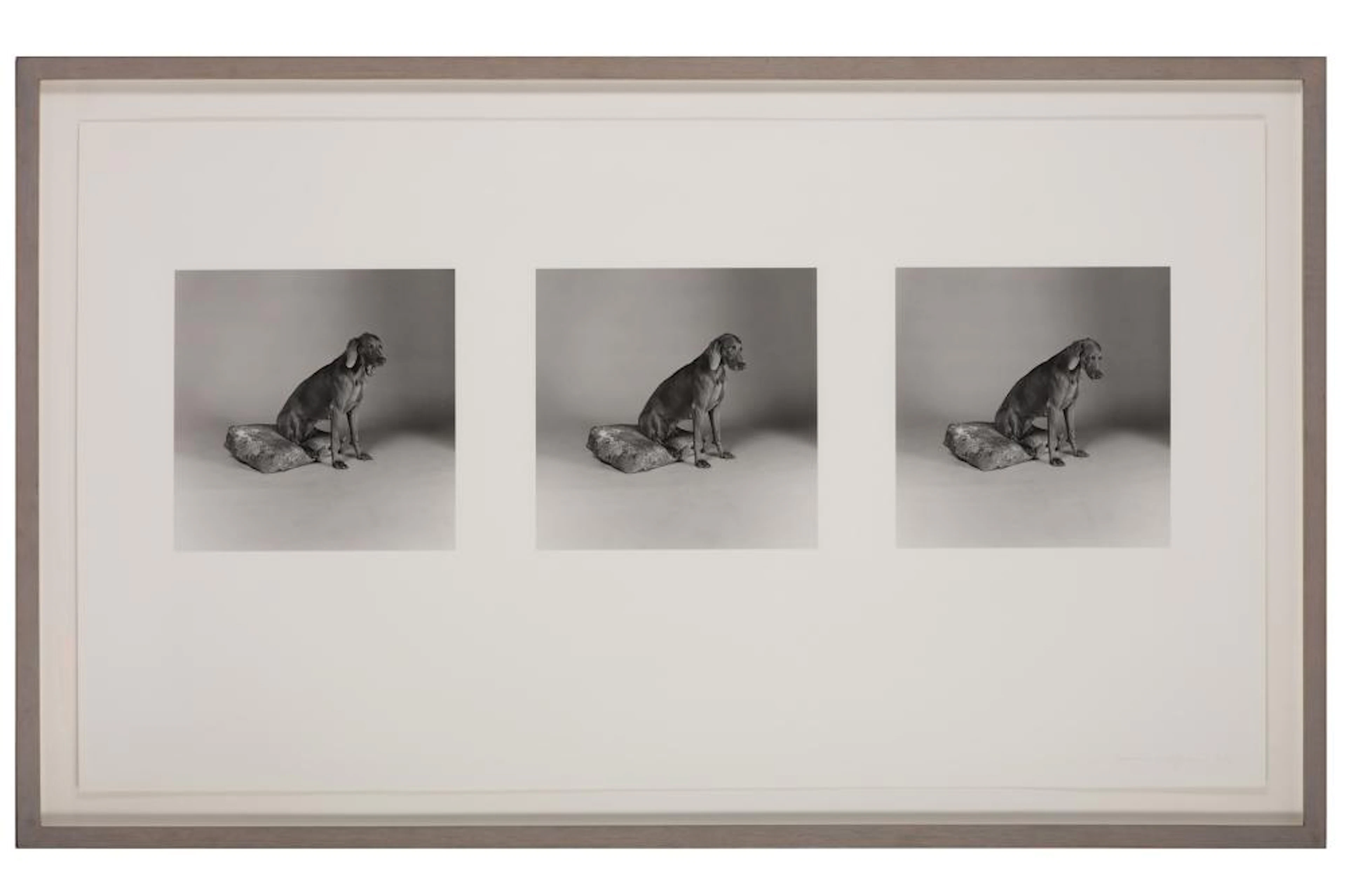 William Wegman, b.1943