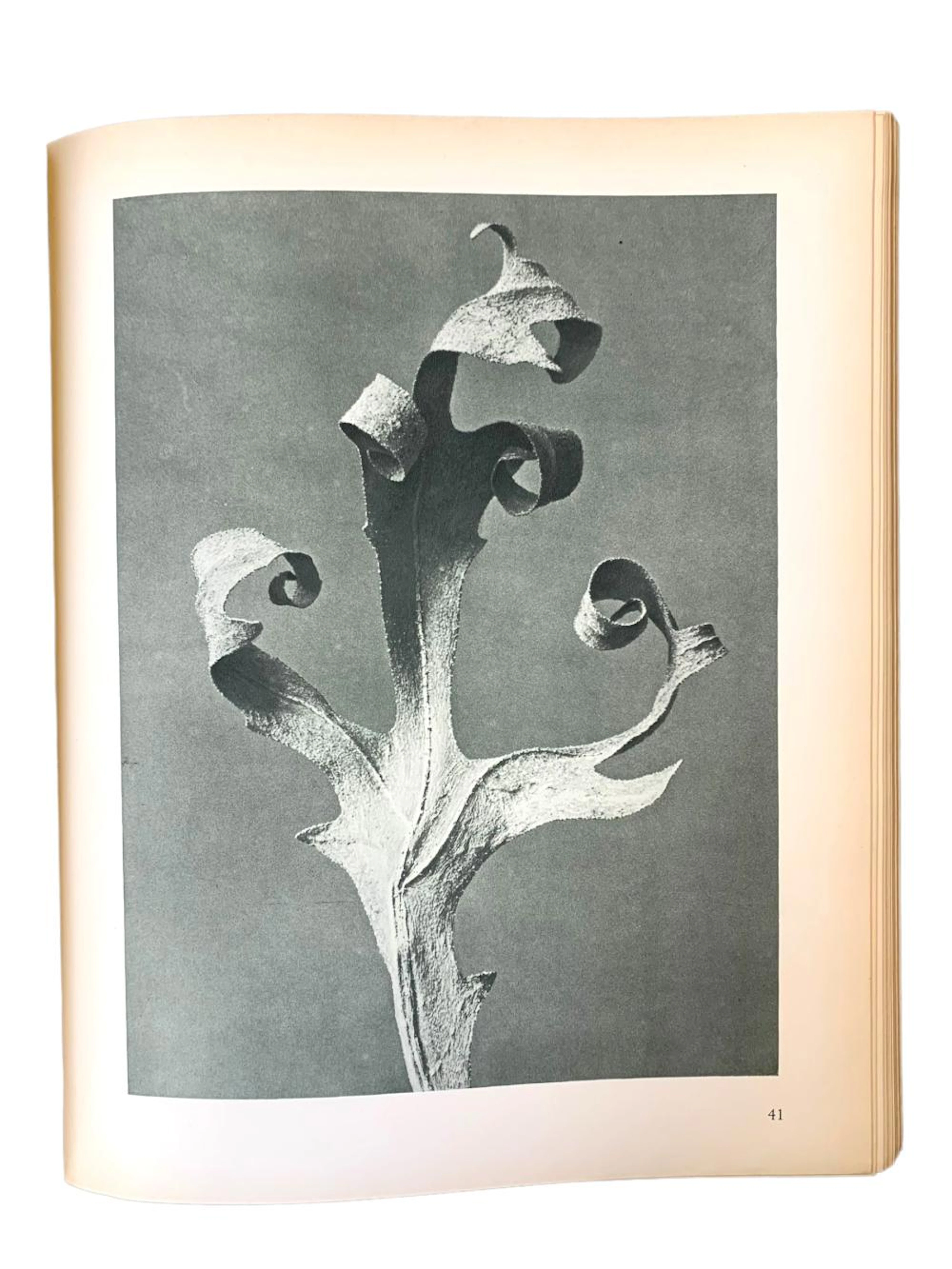 Blossfeldt (Karl) Urformen der Kunst. Photographische Pflanzenbilder