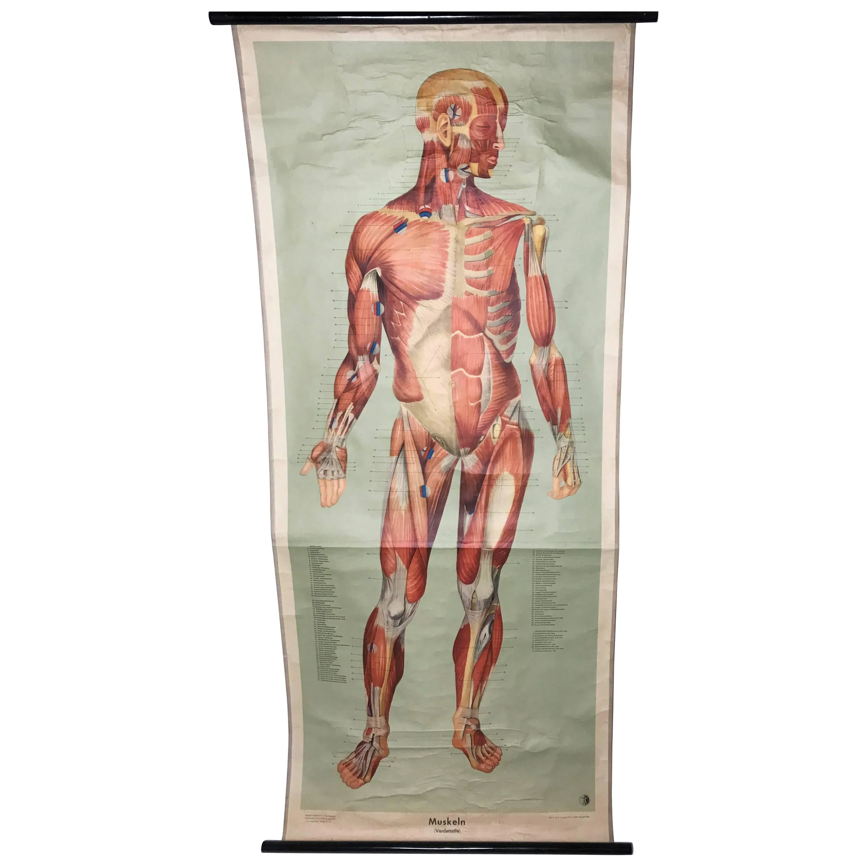 Vintage pull-down anatomical human chart | Barnebys