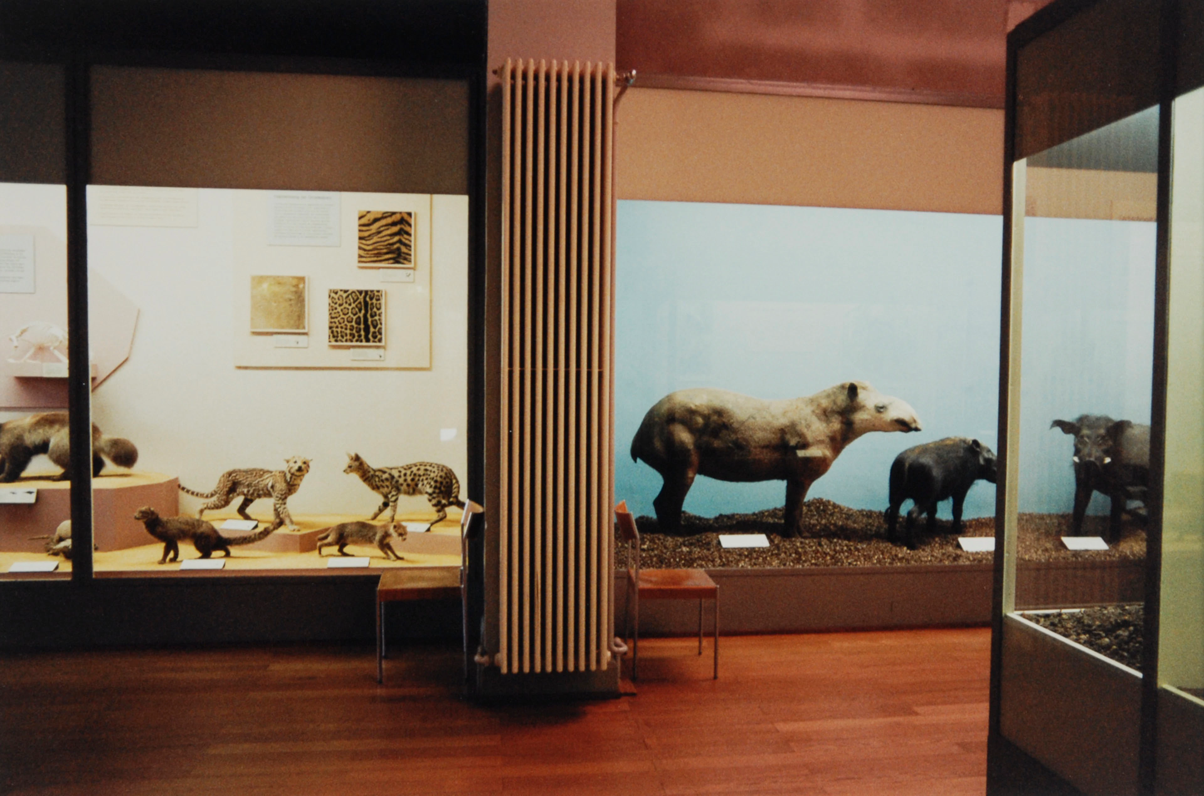 Naturhistorisches Museum Basel, 1993 Candida Höfer, 1944 (DE)