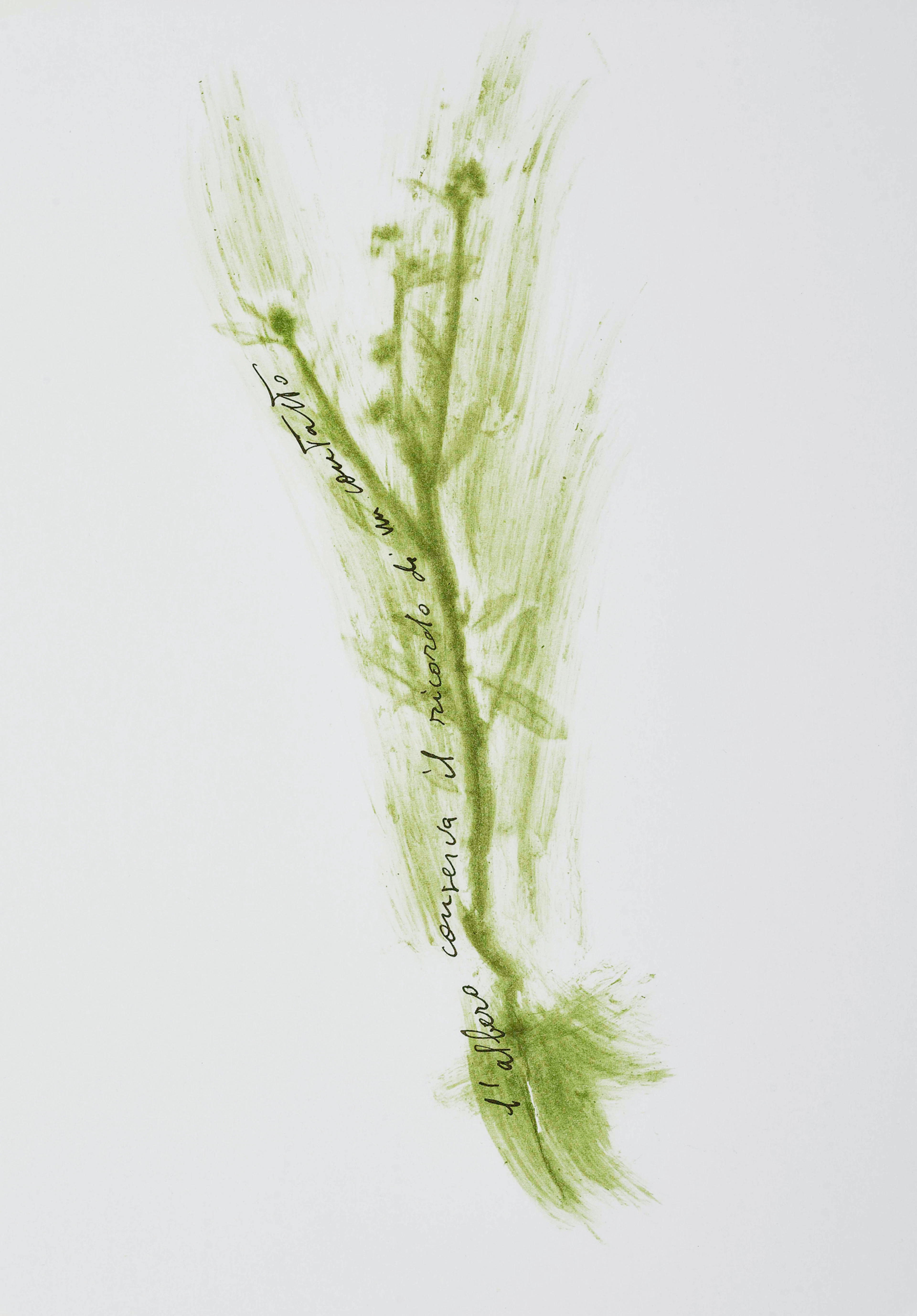Portfolio. Trentatre Erbe, 1989 Giuseppe Penone, 1947 (IT)
