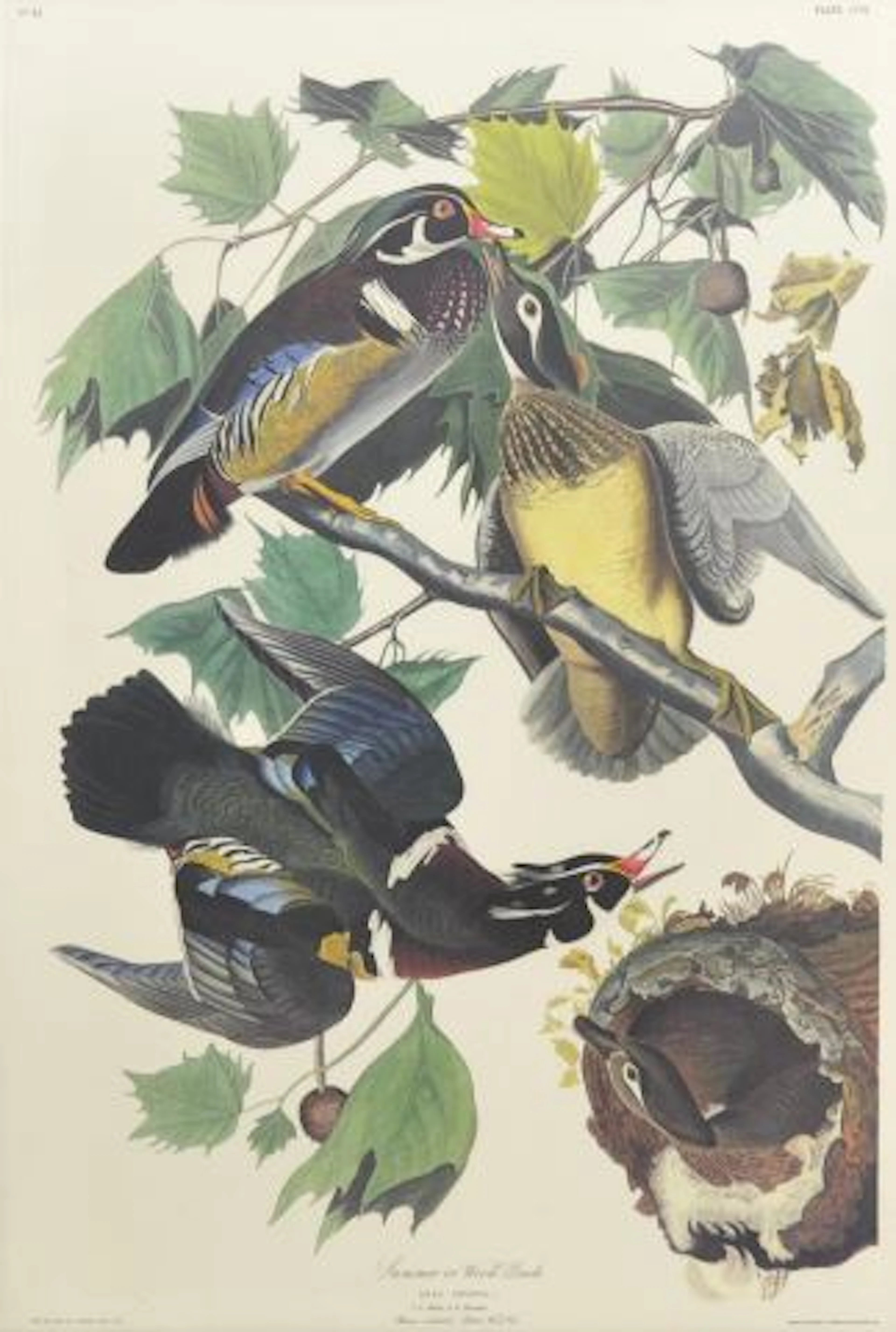 LARGE DUCK ENGRAVING, R. HAVELL AFTER AUDUBON