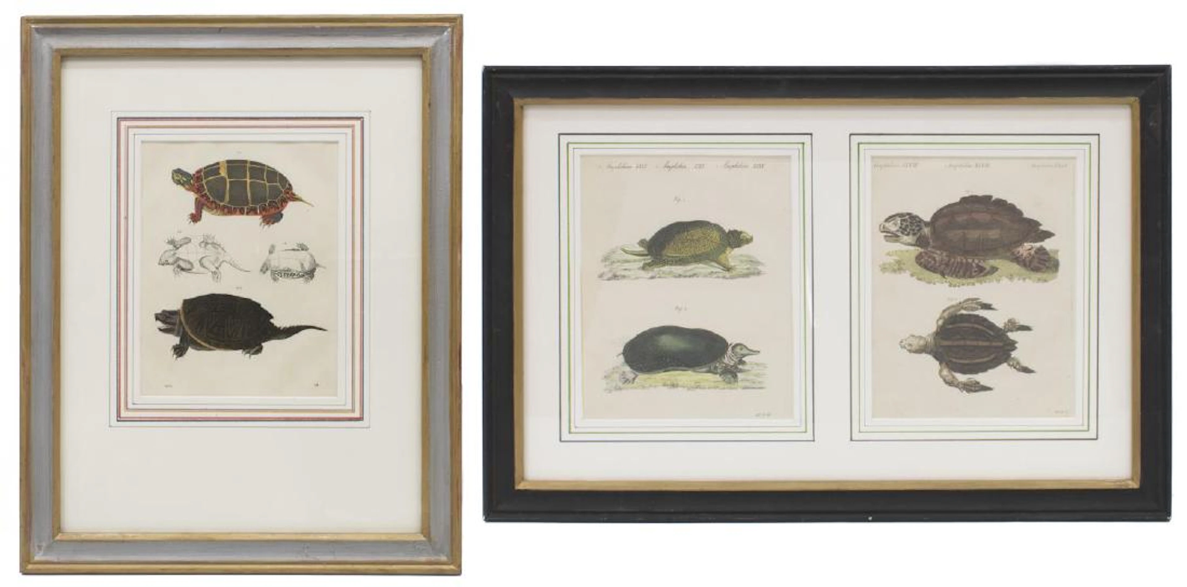 (2) framed hand-colored turtle lithographs