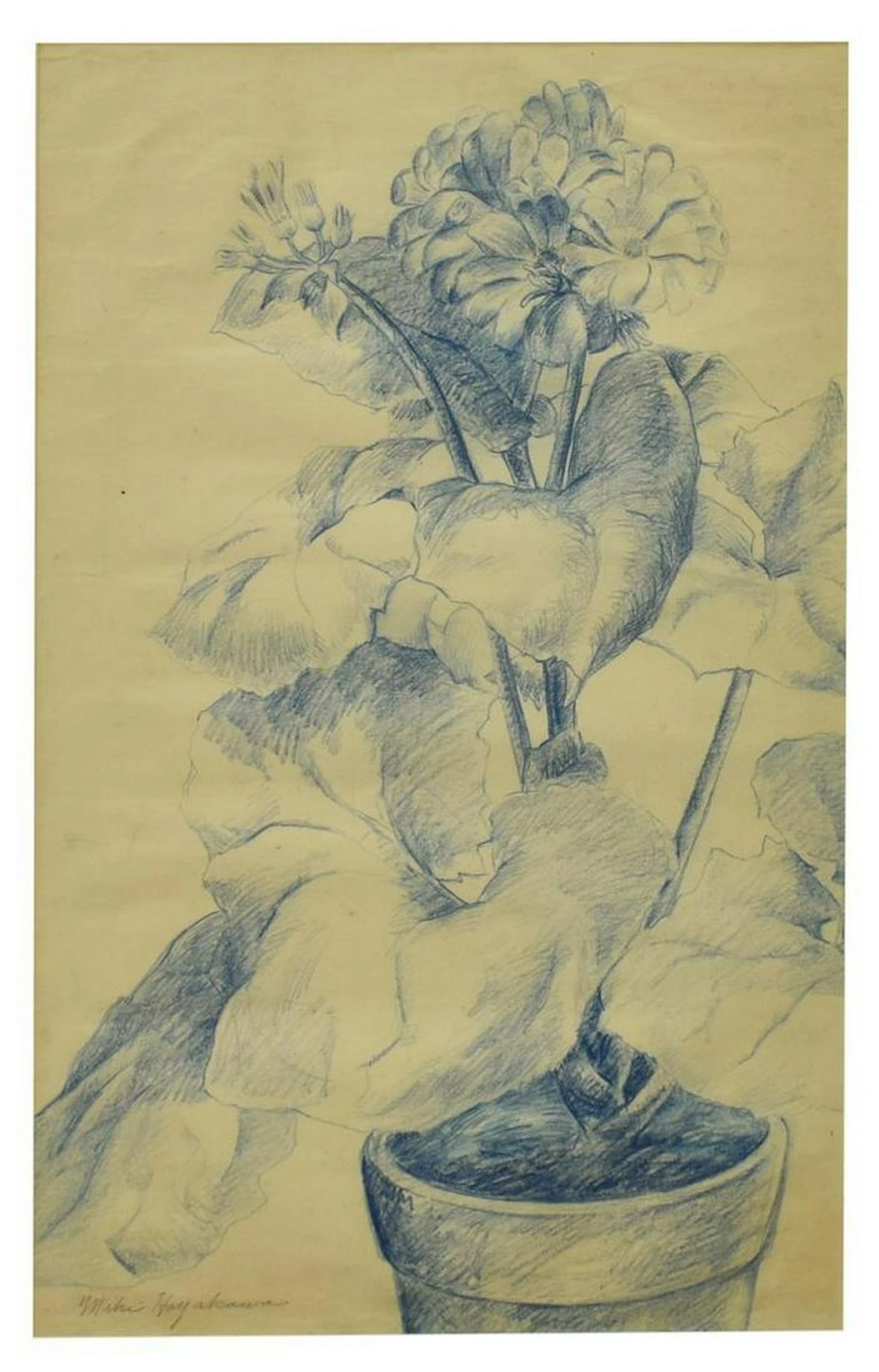 Miki hayakawa (1899-1953) geraniums pencil drawing