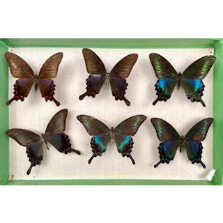 Papilionidae asiatiques - traces de moisissures... - Lot 71 - Néo Enchères