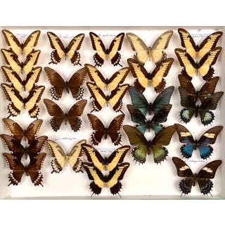 Papilionidae américains dont de nombreuses... - Lot 49 - Néo Enchères