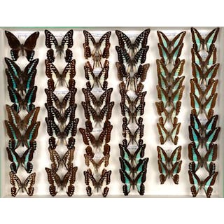 Papilionidae asiatiques dont une belle aberration... - Lot 34 - Néo Enchères