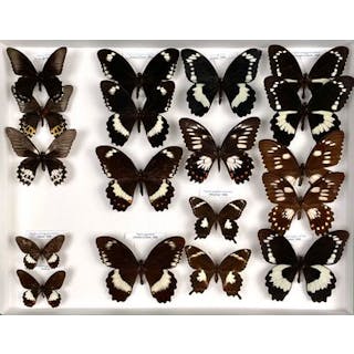 Papilionidae asiatiques dont Papilio forbesi... - Lot 17 - Néo Enchères