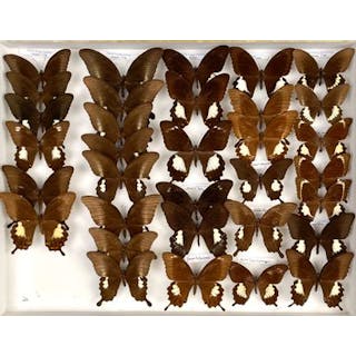 Papilionidae asiatiques avec de nombreuses... - Lot 19 - Néo Enchères